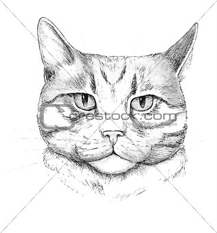 Cat. Hand-drawn cat