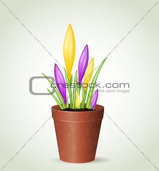 Violet and yellow crocuses