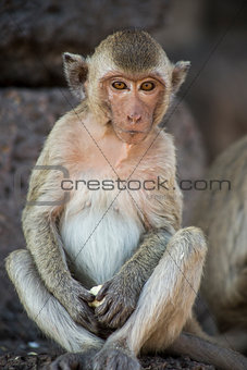 Young Crab Eating Macaque