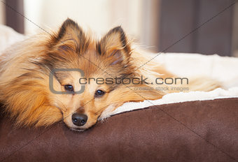 shelty dog lies in dog basket and looks to the camera