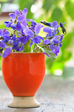 violets flowers (Viola odorata) 