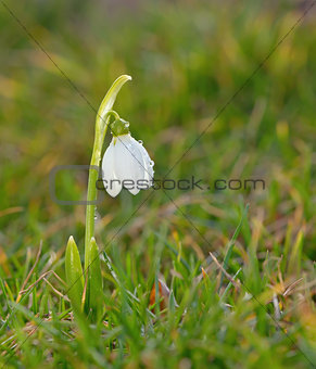 Snowdrop flowers on filed