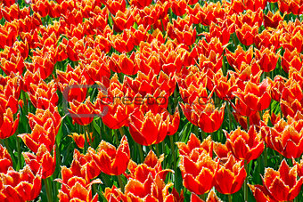 Red and yellow tulips for background.