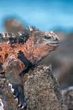 Part of a male marine iguana on Floreana, Galapagos, Ecuador