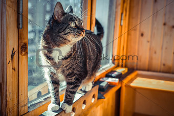 Pretty male domestic cat in a home setting on the balcony window