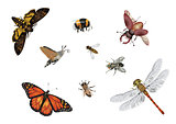 Amazing insect world - flying