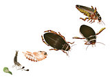Life cycle of great diving beetle