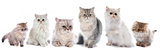 family persian cats