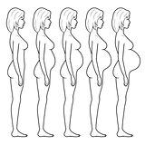 Illustration of a pregnant woman's figure