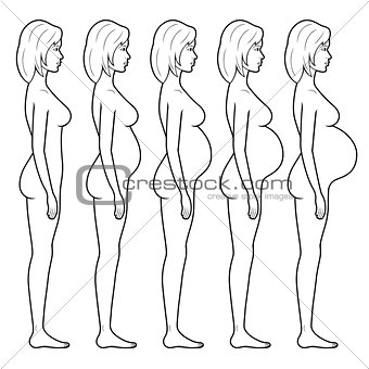 Illustration of a pregnant woman's figure