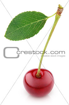 Cherry berry with leaf isolated on white
