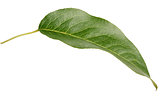 Green pear leaf on white