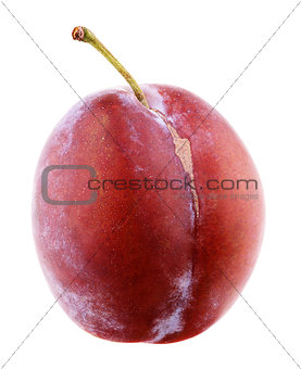 Red plum isolated on white