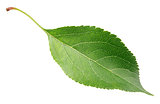 Green apple leaf on white