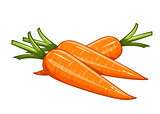 Carrot vector illustration eps10 isolated white background