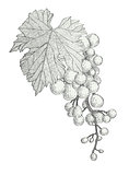 hand drawn bunch of grapes isolated on white background 