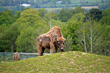 European Bison in fota wildlife park