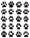print of dogs paws