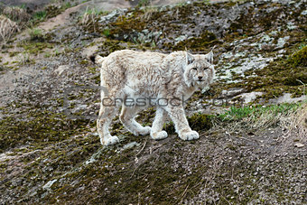 White-gray lynx on rock