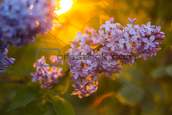 Bunch of lilac in the rays of the setting sun