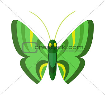 Colored cartoon butterfly vector isolated on white background.
