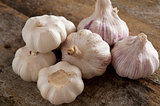 Set of picked garlic bulbs