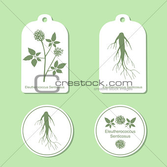 Silhouette of eleutherococcus senticosus with leaves.  Medicinal plant. Healthy lifestyle. Vector  Illustration. Tags and Labels