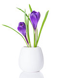 purple crocuses in a white vase