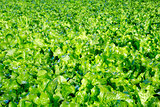 Field of lettuce salad
