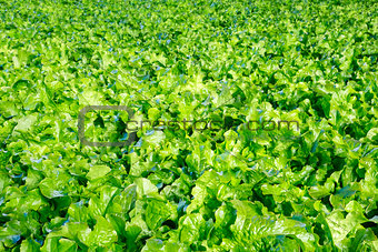 Field of lettuce salad