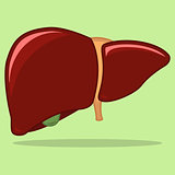 Human liver illustration