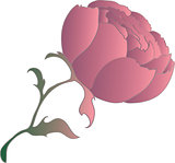 vector peony flower, isolated object