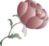 vector peony flower, isolated object