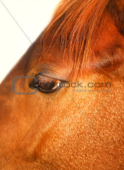 macro photo of a horse