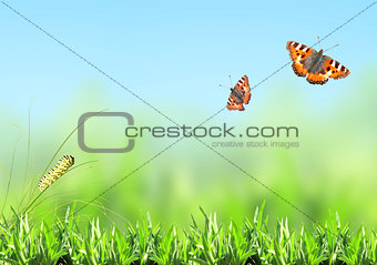 Green grass, caterpillar and butterfly