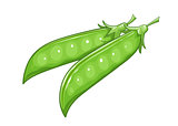 Pods of Pea. 