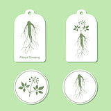 Silhouette of panax ginseng with leaves and root. Vector  Illustration. Health and Nature Set of Tags and Labels