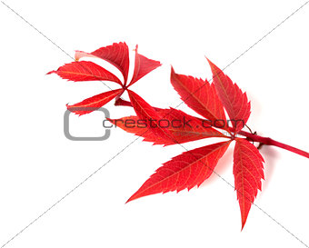 Red autumn twig of grapes leaves (Parthenocissus quinquefolia fo