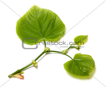 Green linden-tree leafs on white background.