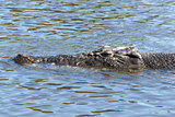 Saltwater Crocodile, Australia