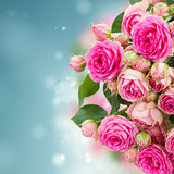 border of  fresh pink roses close up