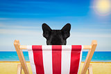 dog beach chair in summer