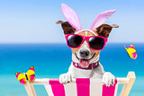Vacation easter dog