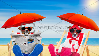 funny couple of dogs in love at the beach