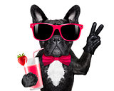 cocktail smoothie dog