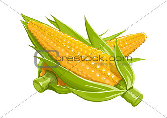 Corn vector illustration eps10 isolated white background