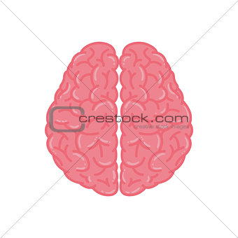 Pink Human Brain