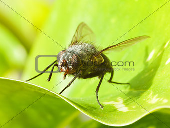 Large fly on green leaf