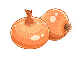 Couple onion vector illustration eps10 isolated white
