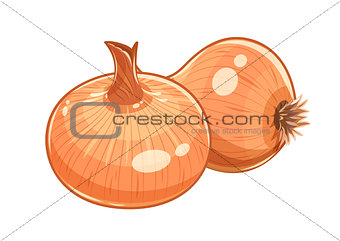 Couple onion vector illustration eps10 isolated white